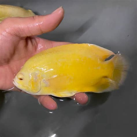 豬仔魚壽命|【豬仔魚 飼養】不可錯過！養魚小白的必備選擇「豬仔魚」飼養。